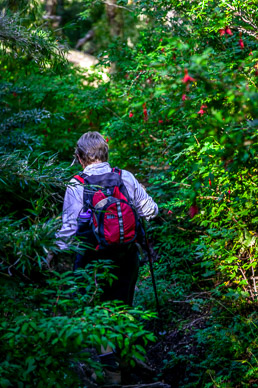 Fuchsias forest, Parque Nacional Huerquehue