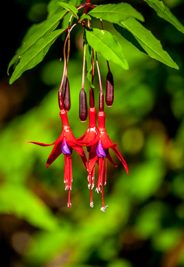 Wild fuchsias everywhere, Parque Nacional Huerquehue