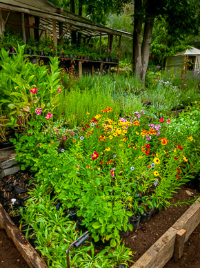 Hosteria de la Colina flower garden