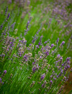 Hosteria de la Colina flower garden