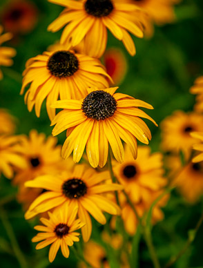 Hosteria de la Colina flower garden