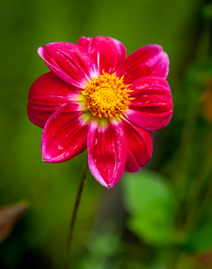 Hosteria de la Colina flower garden