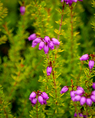 Hosteria de la Colina flower garden