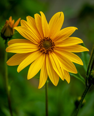Hosteria de la Colina flower garden