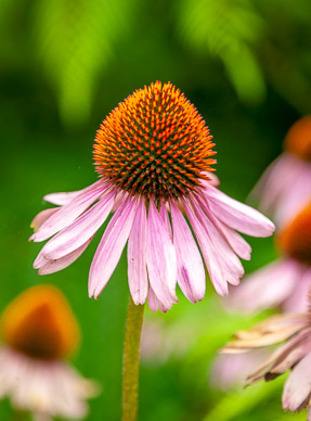 Hosteria de la Colina flower garden