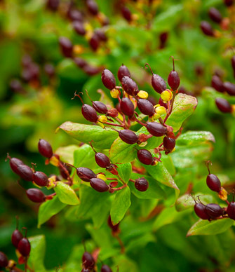 Hosteria de la Colina flower garden