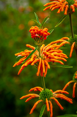 Hosteria de la Colina flower garden