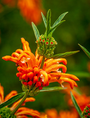 Hosteria de la Colina flower garden