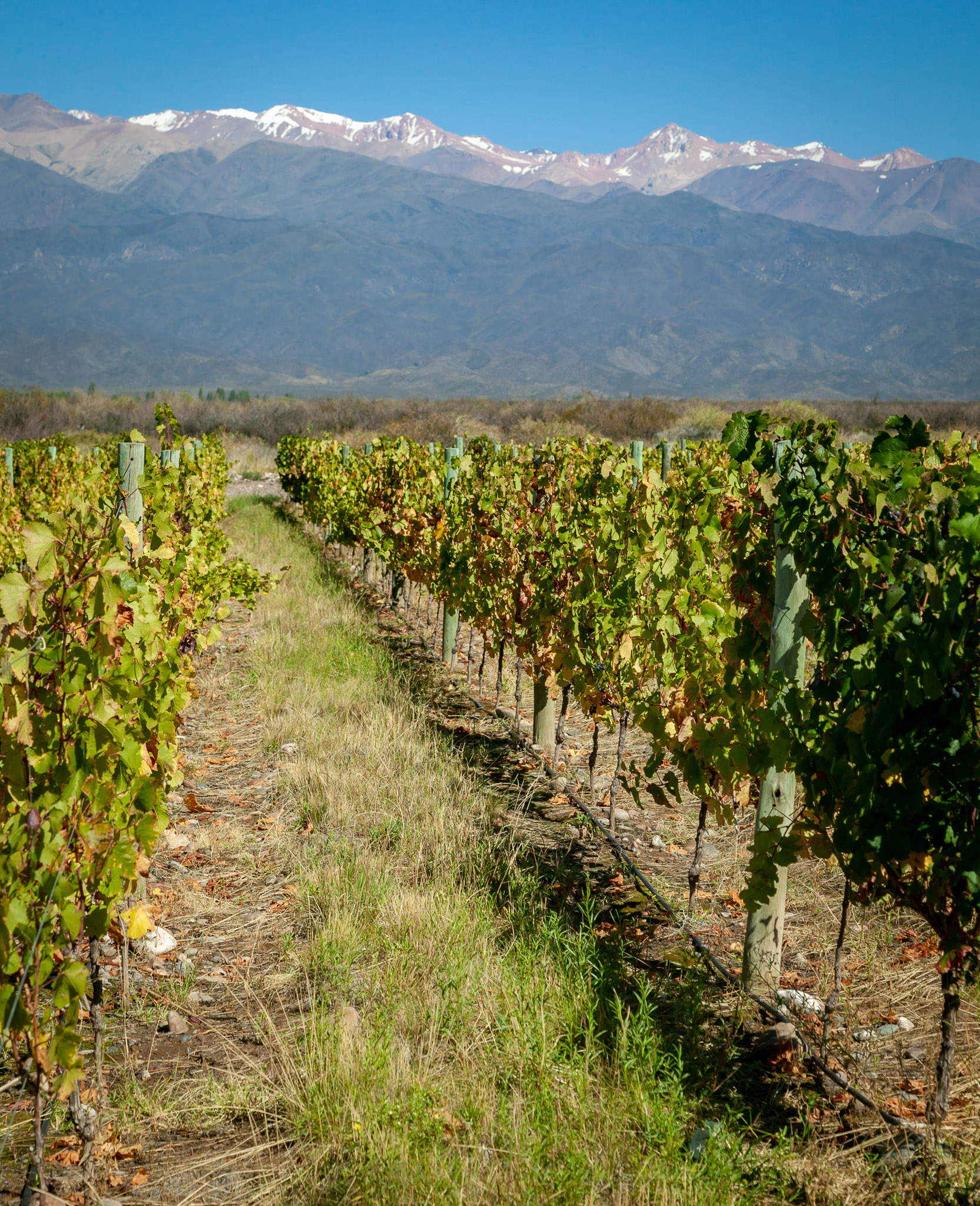 Salentein vineyards & the Andes, , Uco Valley