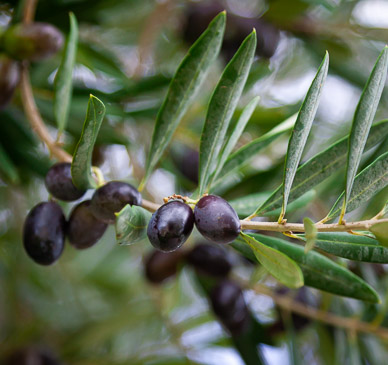Olives at Pasrai Olive Mill, Mendoza