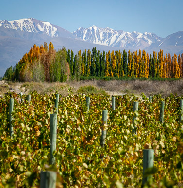 Salentein vineyards & the Andes, , Uco Valley