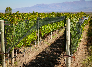 Netting to protect from hail, Uco Valley