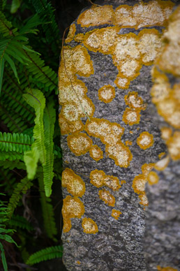 Lichen on  Colonia's wall