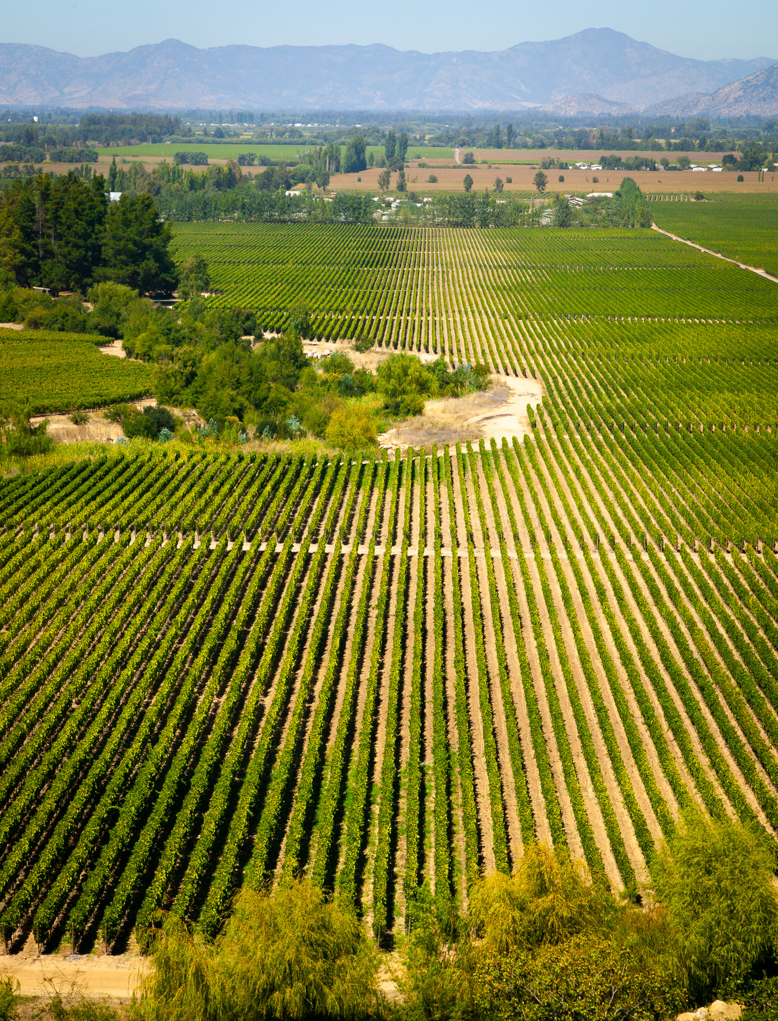 Just a hint of huge ocean of vineyards in the Colchagua Valley