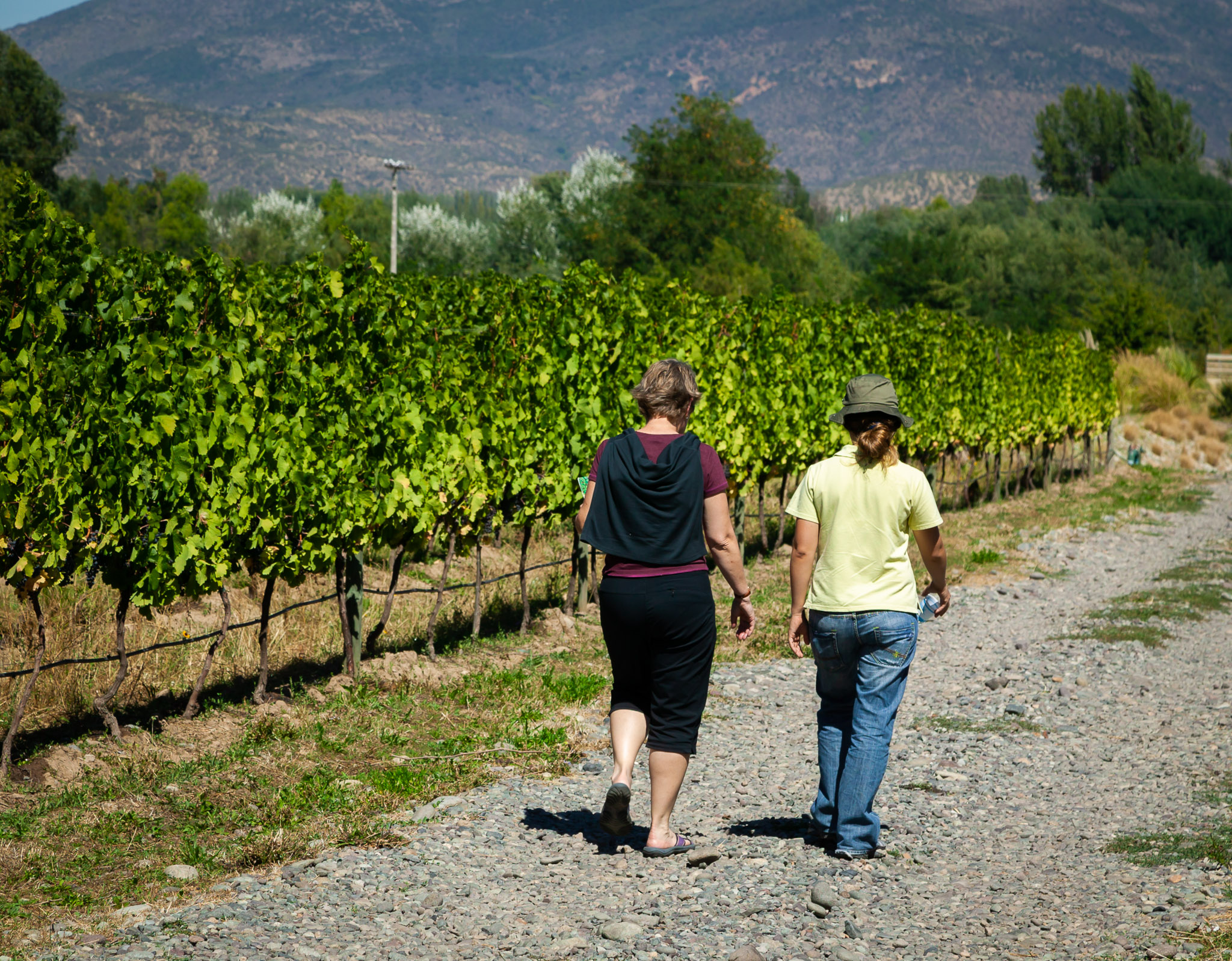 Viñedos Orgánicos Emiliana Winery, Colchagua Valley