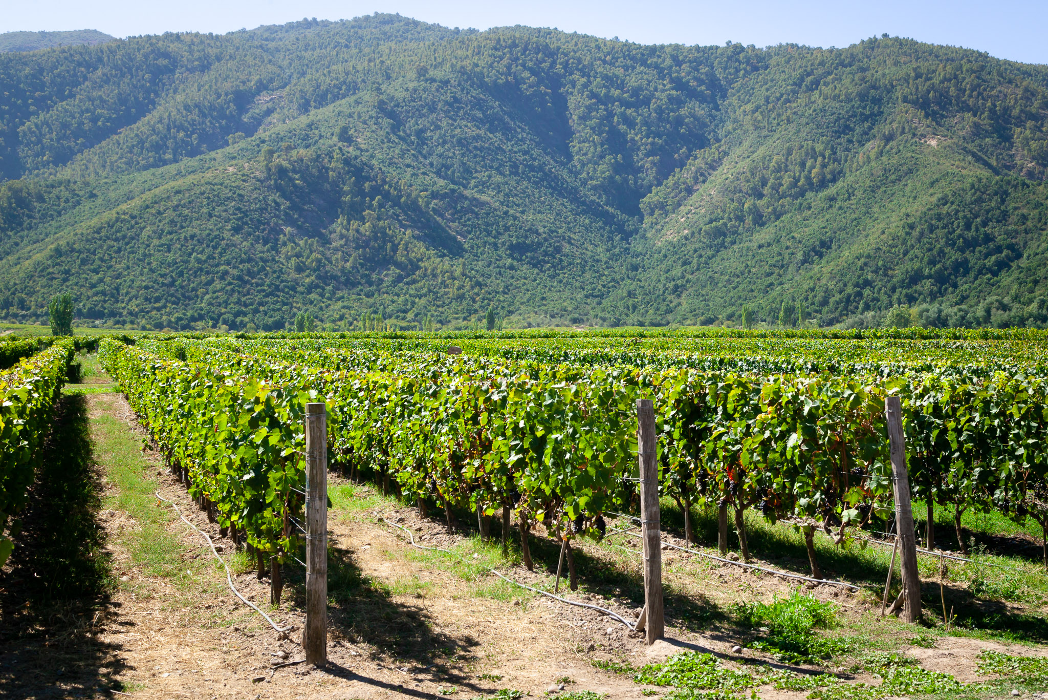 Viñedos Orgánicos Emiliana Winery, Colchagua Valley