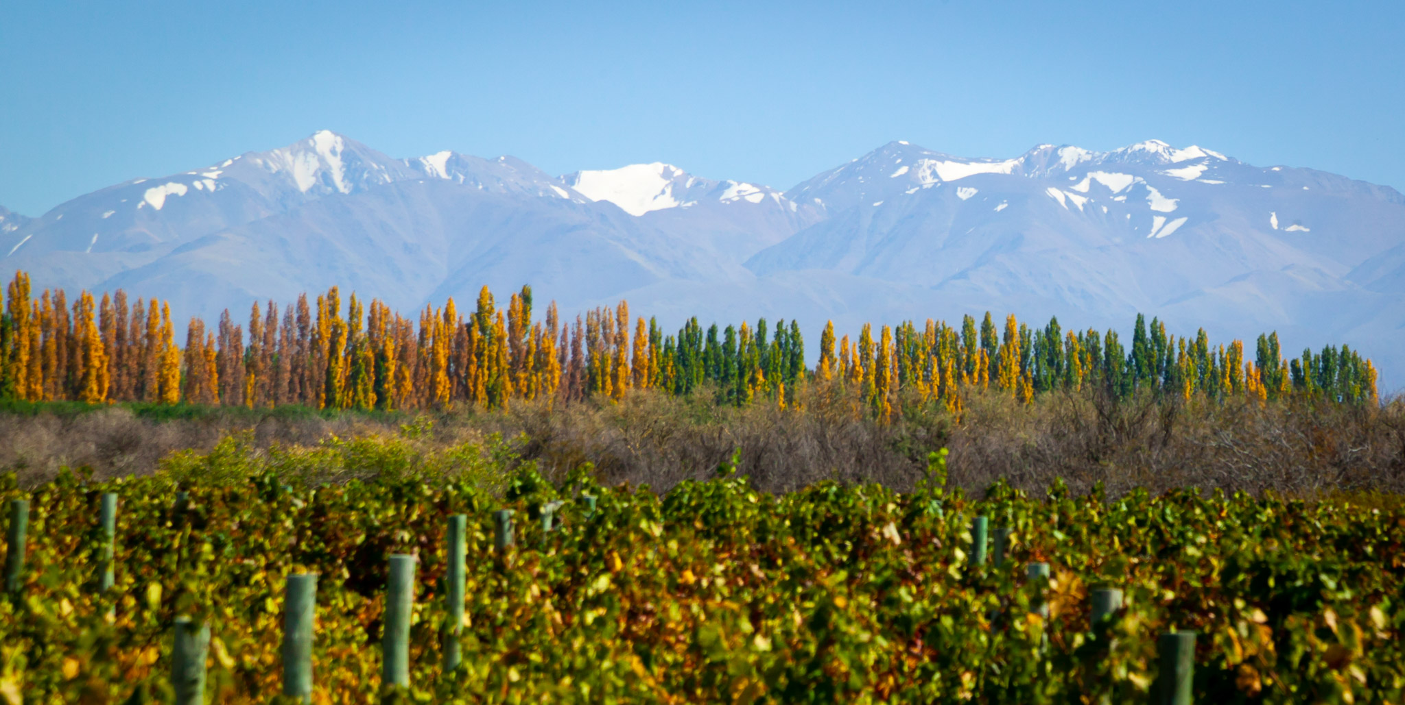 Salentein vineyards & the Andes, , Uco Valley