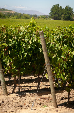 Lapostolle Clos Apalta Winery