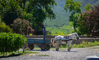 "Tractors" at Viñedos Orgánicos Emiliana Winery
