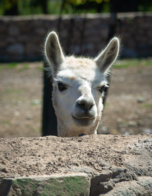 Manure production at Viñedos Orgánicos Emiliana Winery
