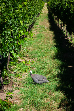 Chicken pest control at Viñedos Orgánicos Emiliana Winery