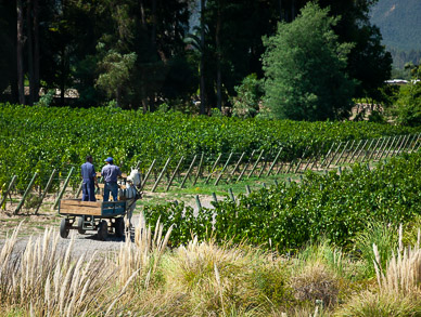 "Tractors" at Viñedos Orgánicos Emiliana Winery