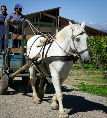 "Tractors" at Viñedos Orgánicos Emiliana Winery