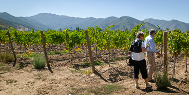 Emiliana Winery, Casablanca Valley