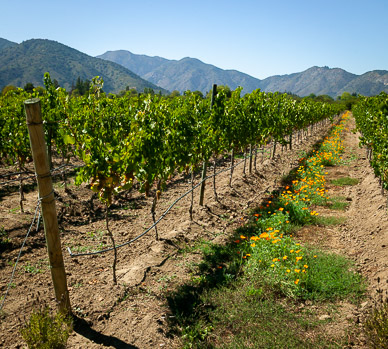 Emiliana Winery, Casablanca Valley