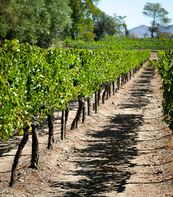 Concha y Toro Winery, Chile's oldest, Maipo Valley