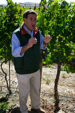 Concha y Toro Winery, Chile's oldest, Maipo Valley