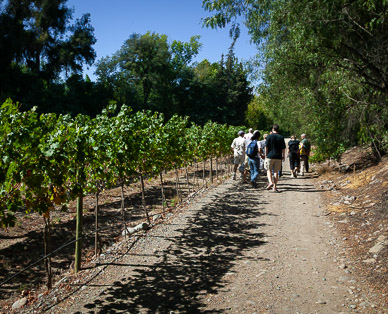 Concha y Toro Winery, Chile's oldest, Maipo Valley