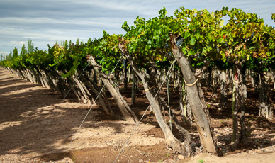 Old style trellising, continuous canopy requires complete manual tending, Bodega La Rural, Mendoza
