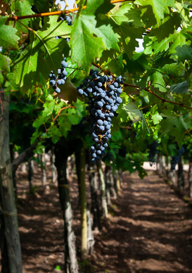 Bodega La Rural, Mendoza
