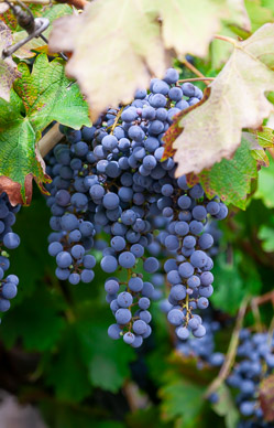 Bodega La Rural, Mendoza