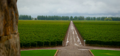 Bodego Zapata, another sea of vines