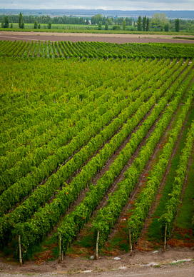 Bodego Zapata, still can't see the Andes