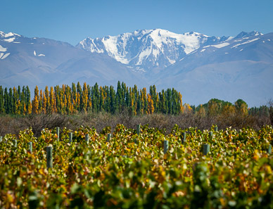 Salentein vineyards & the Andes, , Uco Valley