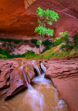Coyote Gulch