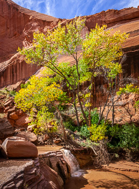 Coyote Gulch, Escalante Nat'l Mon.