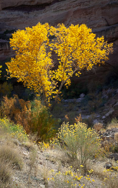 Fremont River Valley, near Caineville
