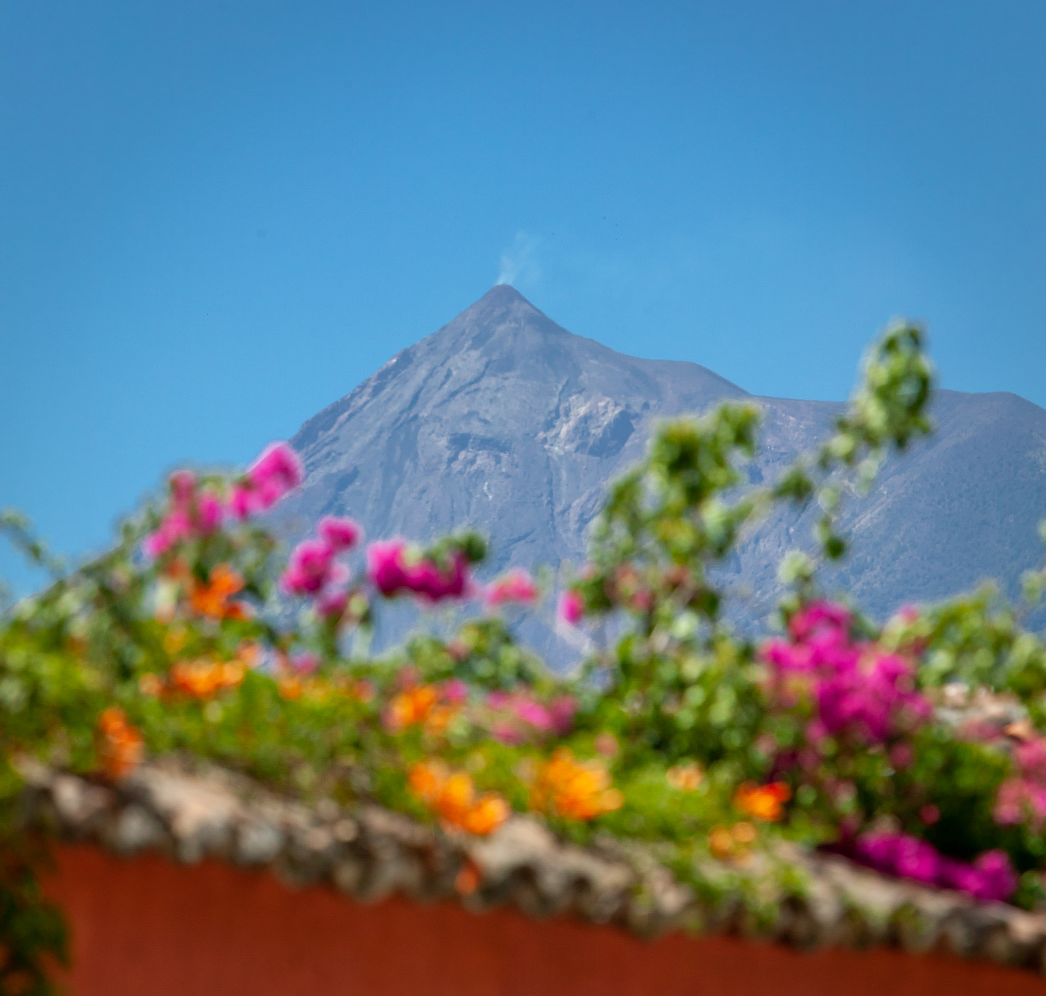 Volcán Fuego puffing over flowers
