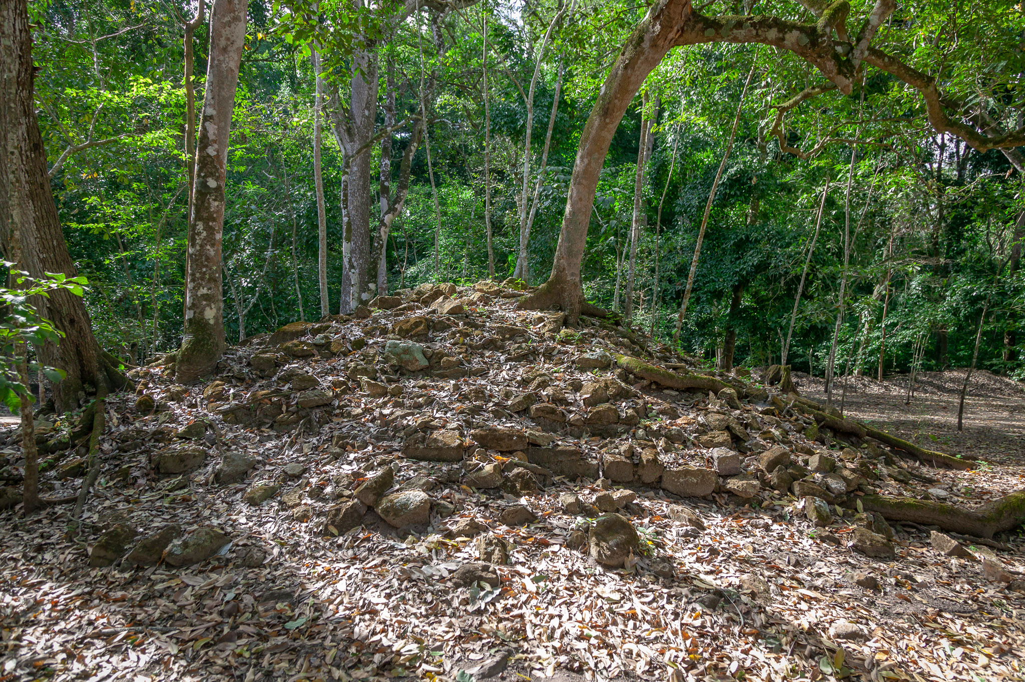 Jungle has reclaimed much of the site