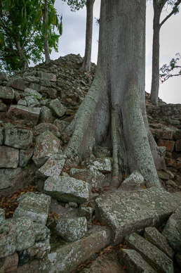 Jungle has reclaimed much of the site