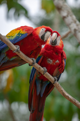 Wild parrot