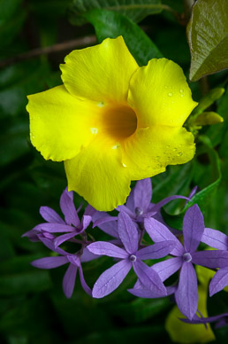 Flowers of Copan