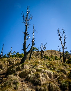 Ghost forest due to past eruption