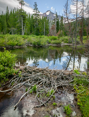 Beaver dam on Park Creek