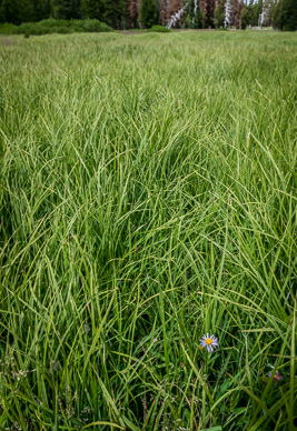 Meadow closeup