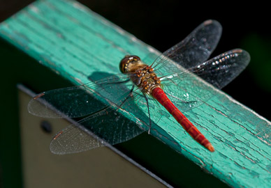 Historic Hokkaido Government Building gardens